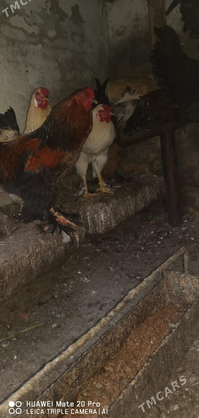 Horaz - Мары - img 2