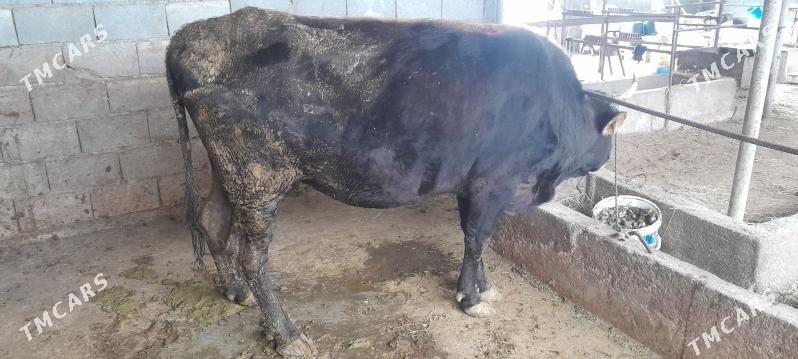 bakylgy sygyr - Гёкдепе - img 4