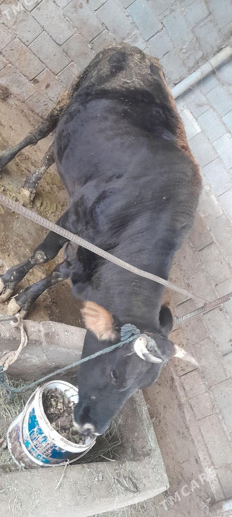 bakylgy sygyr - Гёкдепе - img 3