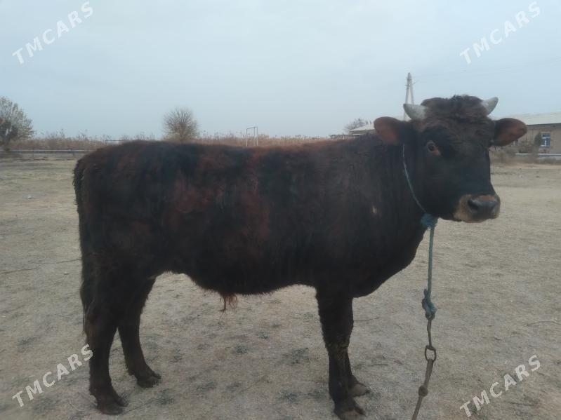 öküz - Туркменабат - img 6