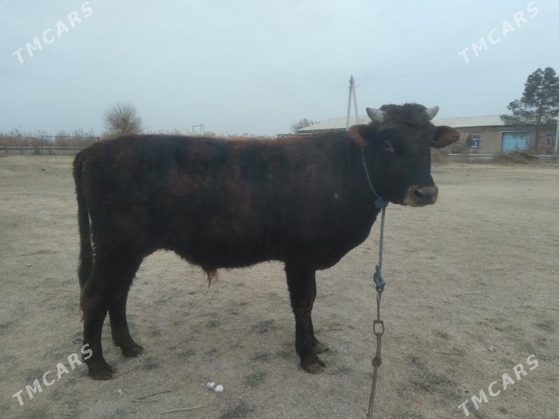 öküz - Туркменабат - img 5