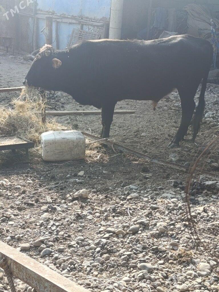 ökiz - Ак-Бугдайский этрап - img 6