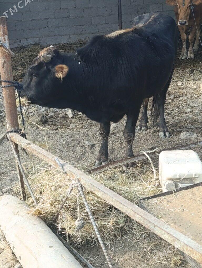 ökiz - Ак-Бугдайский этрап - img 5