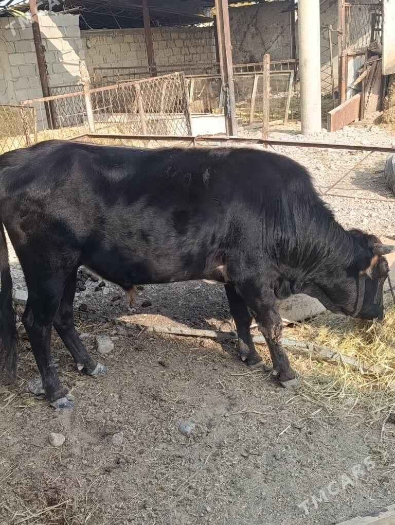 ökiz - Ак-Бугдайский этрап - img 2