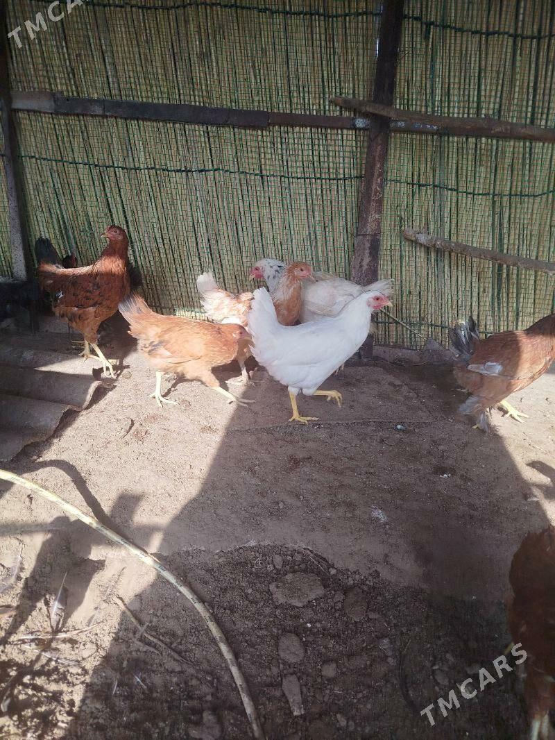 juje - Sakarçäge - img 2