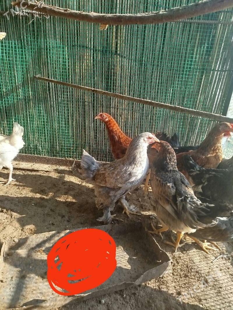 juje - Sakarçäge - img 5