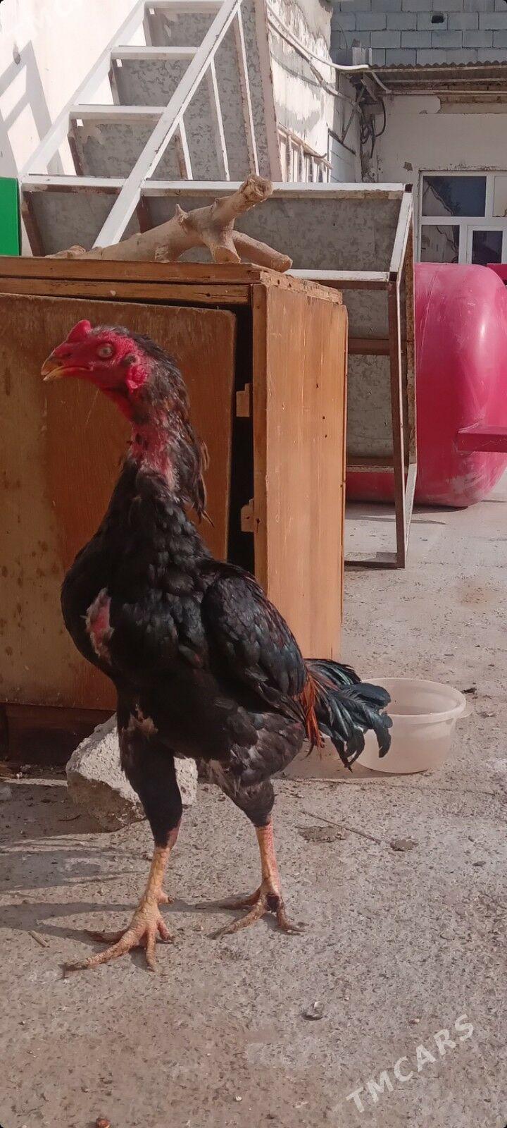 Taskent - Aşgabat - img 1