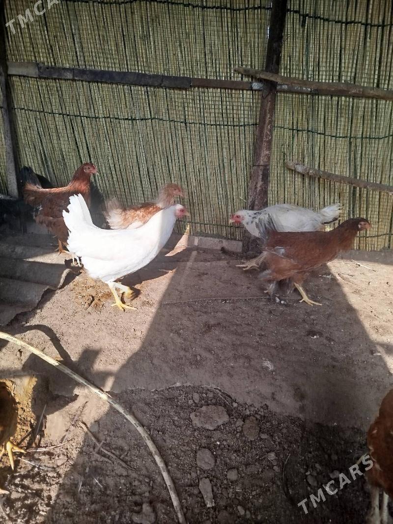 juje - Sakarçäge - img 3