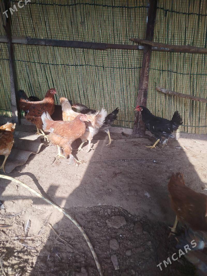 juje - Sakarçäge - img 4