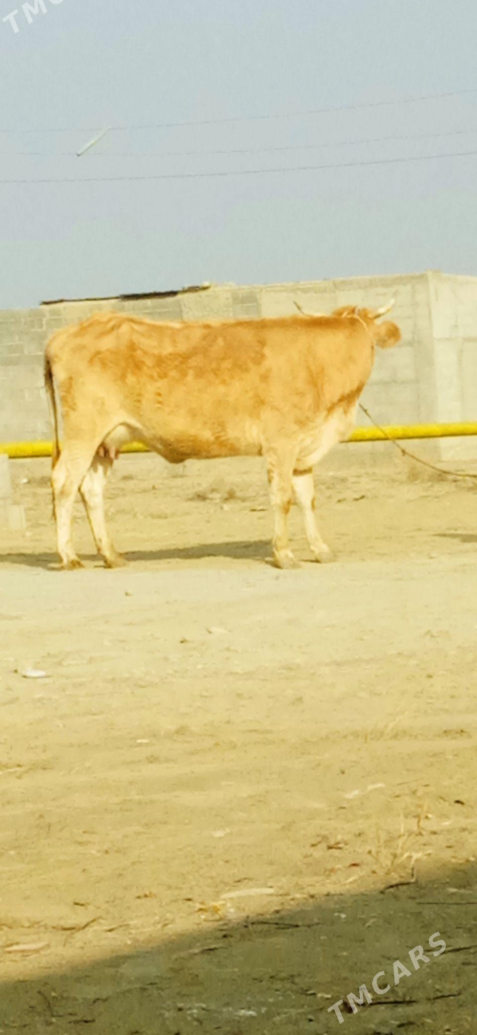 şwes sagylyan sygyr - Bäherden - img 4