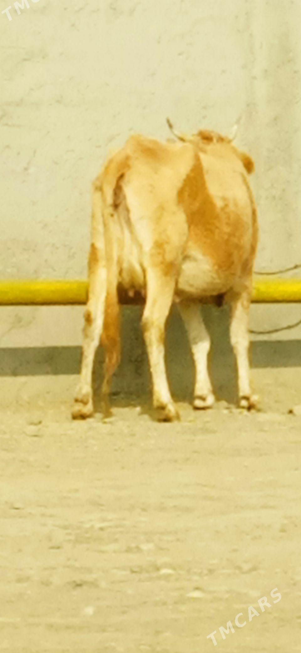 şwes sagylyan sygyr - Bäherden - img 3