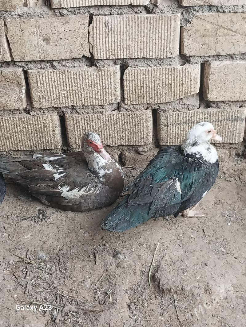 ordek - Гарадамак Шор - img 3