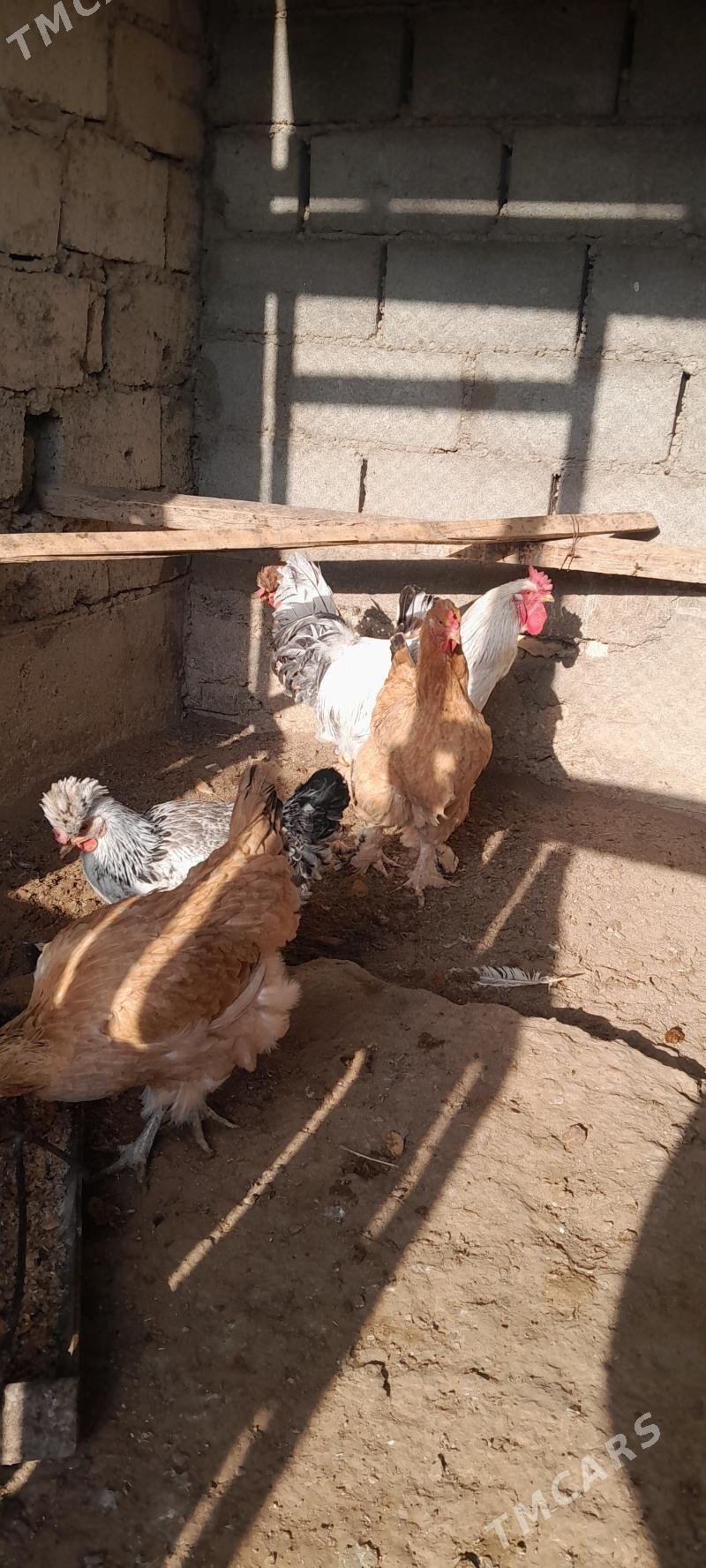 towuk - Gumdag - img 2