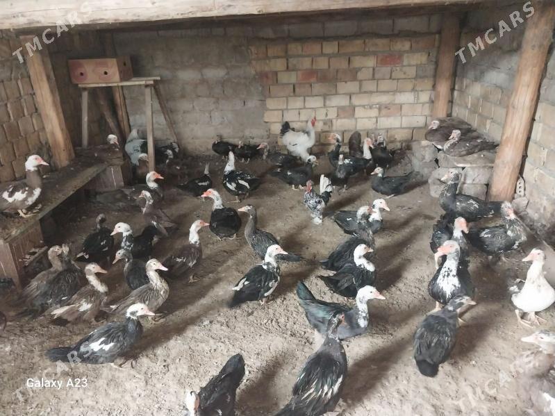 ordek - Гарадамак Шор - img 2