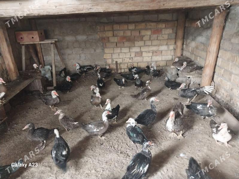 ordek - Гарадамак Шор - img 7