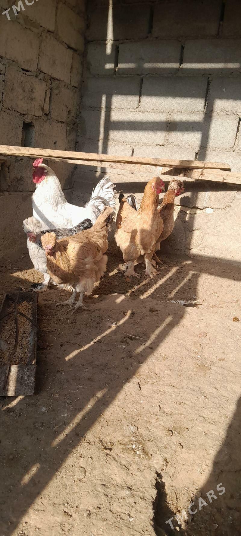 towuk - Gumdag - img 3