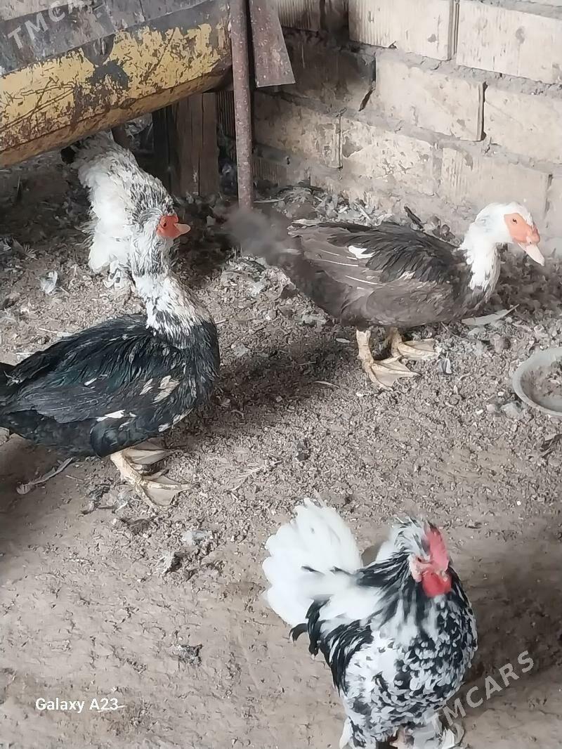 ordek - Гарадамак Шор - img 6