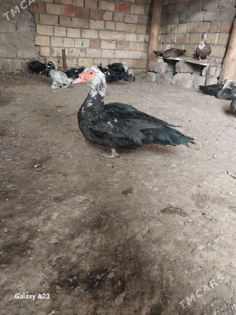 ordek - Гарадамак Шор - img 5