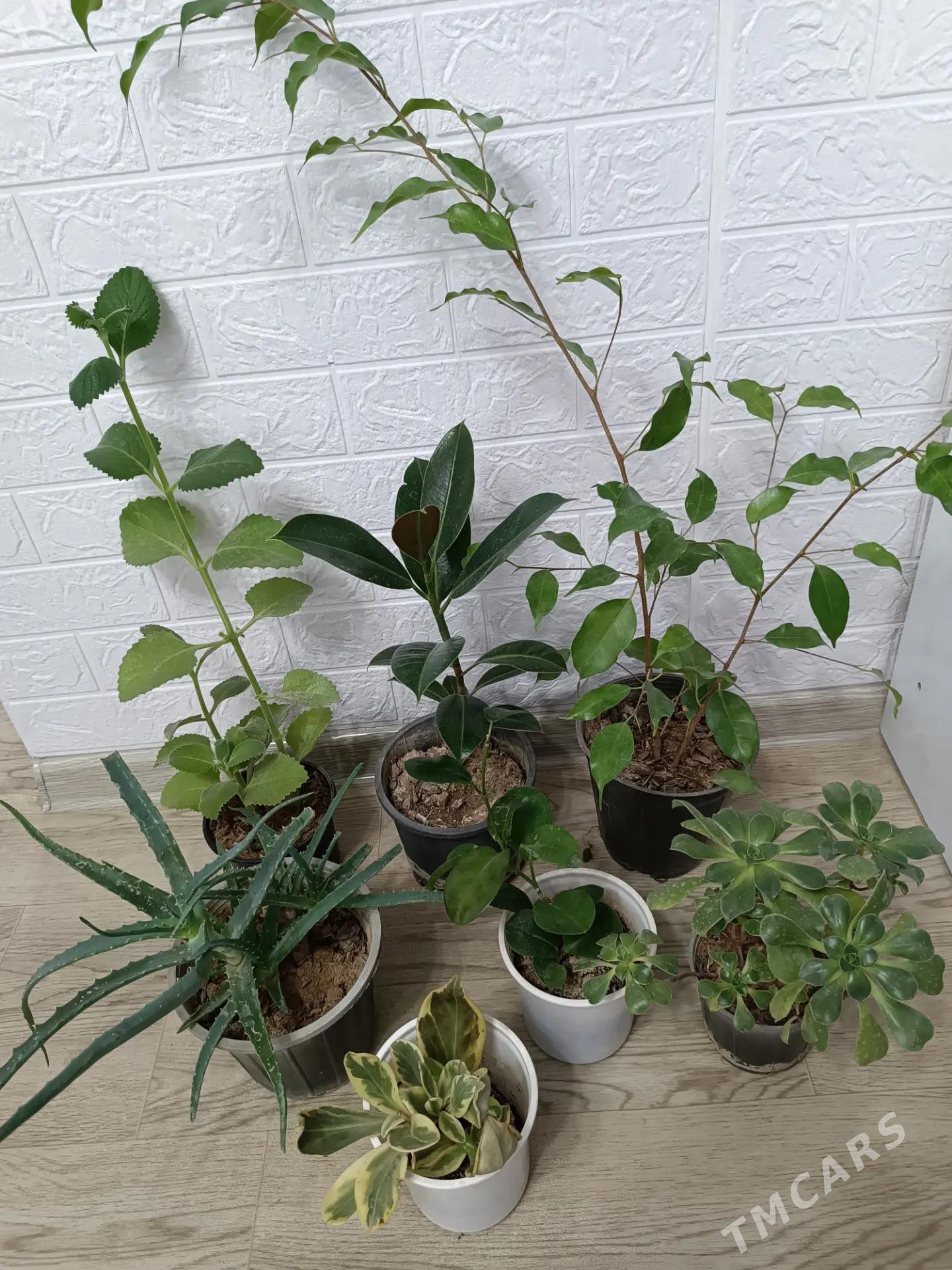 ЦВЕТЫ - Aşgabat - img 1