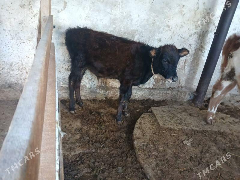 okuzce - Hitrowka - img 3