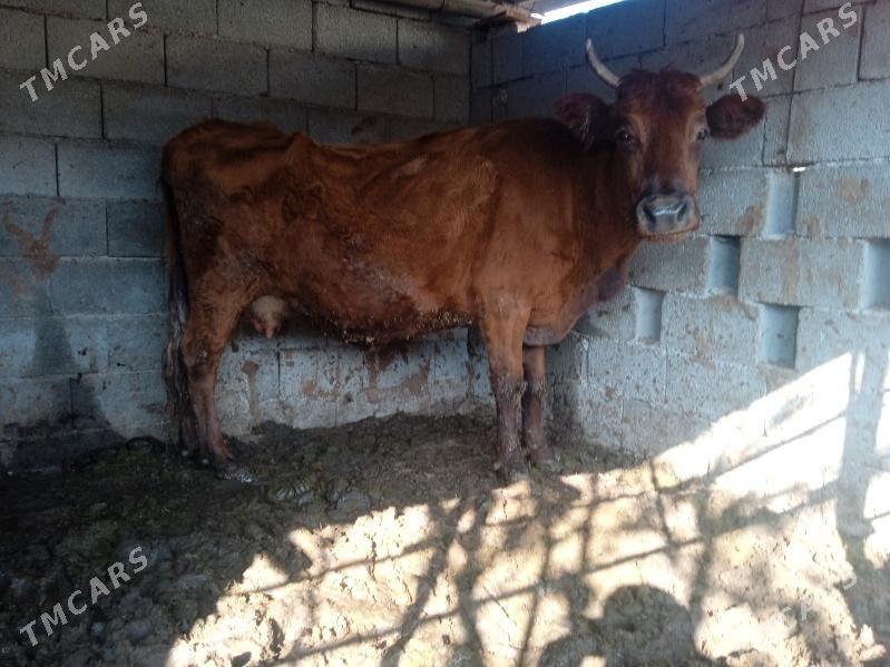 sygyr - Ашхабад - img 2