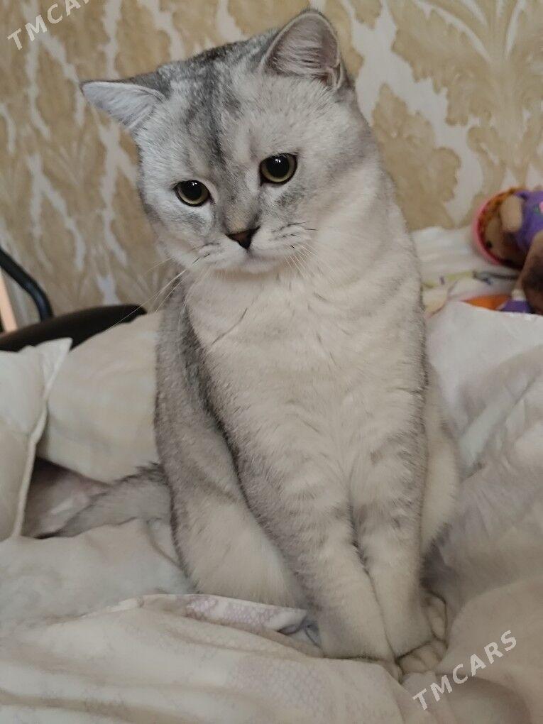 кот - Aşgabat - img 3