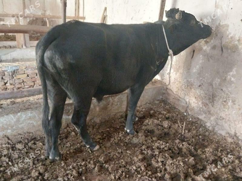 iki okuz - Туркменабат - img 1