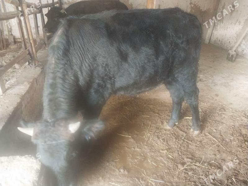 iki okuz - Туркменабат - img 3