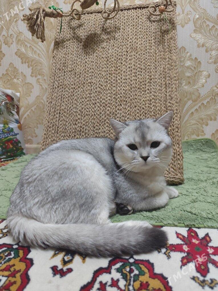 кот - Aşgabat - img 2