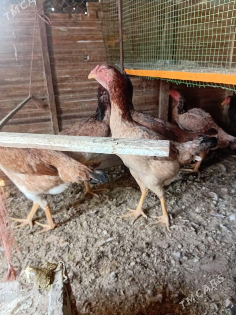 baýes towuk - Сакарчага - img 2