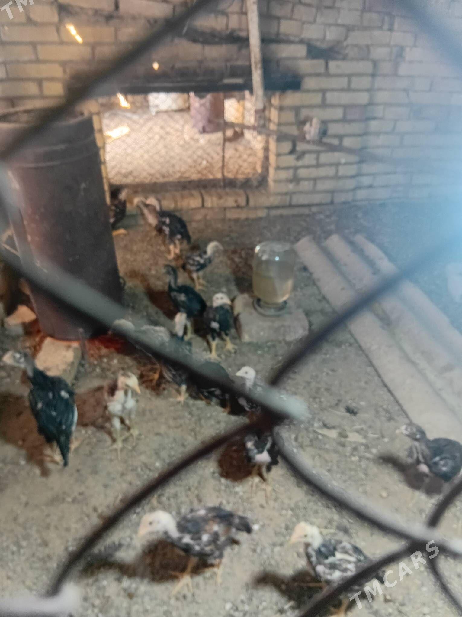 baýes towuk - Сакарчага - img 3