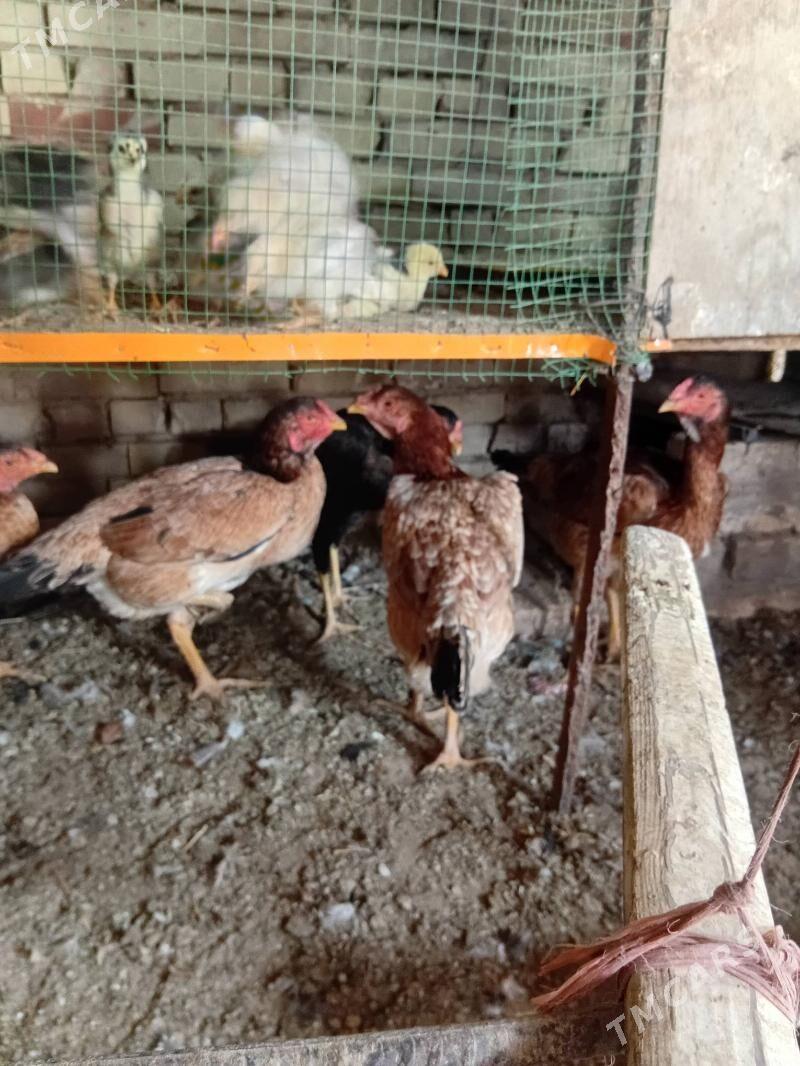 baýes towuk - Сакарчага - img 5