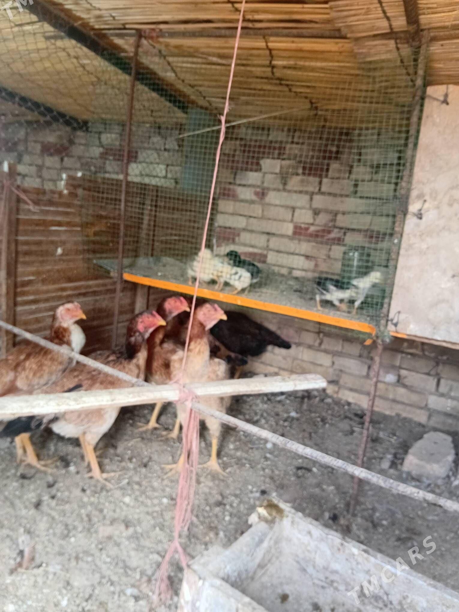 baýes towuk - Сакарчага - img 1