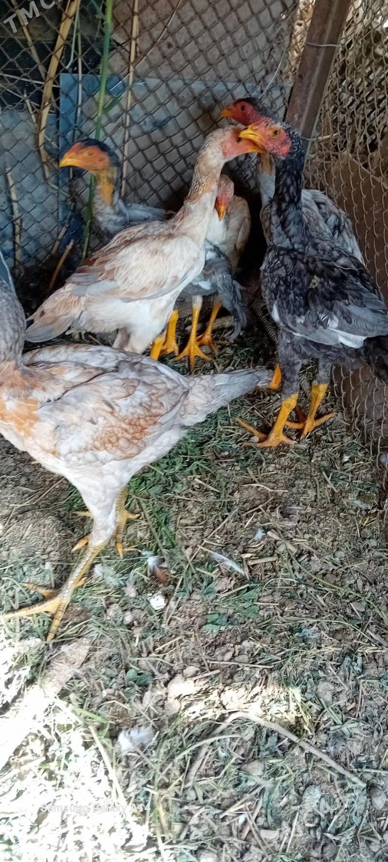 bayes juje - Sakar - img 2