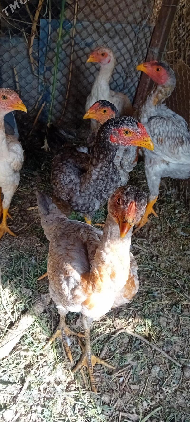 bayes juje - Sakar - img 1