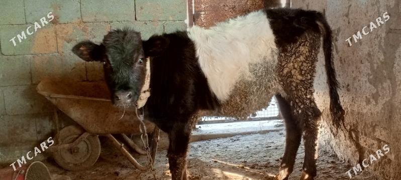 sygyr gole tuwe - Ak bugdaý etraby - img 2