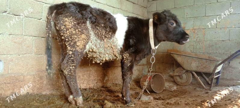 sygyr gole tuwe - Ak bugdaý etraby - img 1