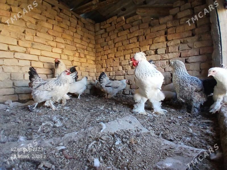 brama towuk - Çoganly - img 3