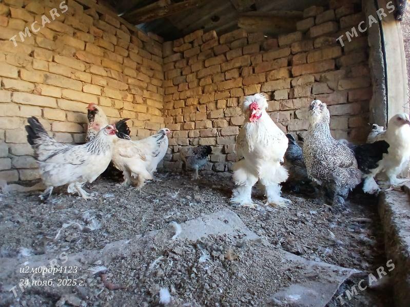 brama towuk - Çoganly - img 1