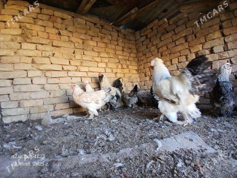 brama towuk - Çoganly - img 2