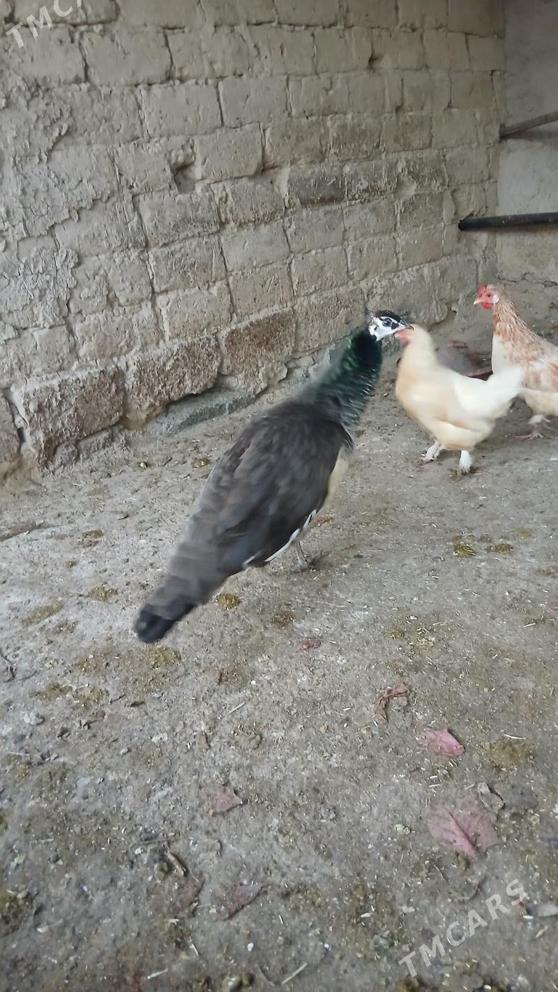 Tawus gus - Ýaşlyk - img 2