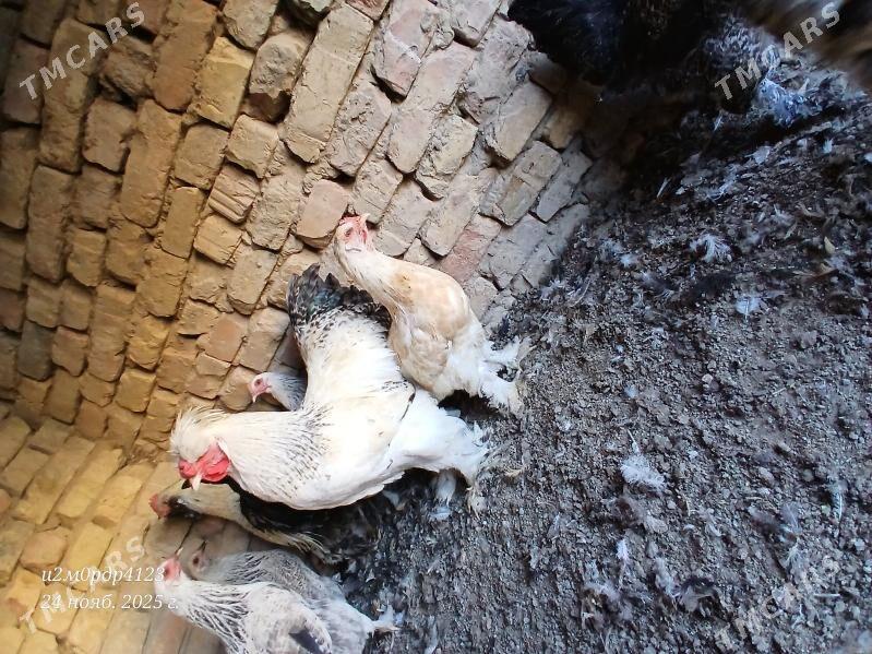 brama towuk - Çoganly - img 7