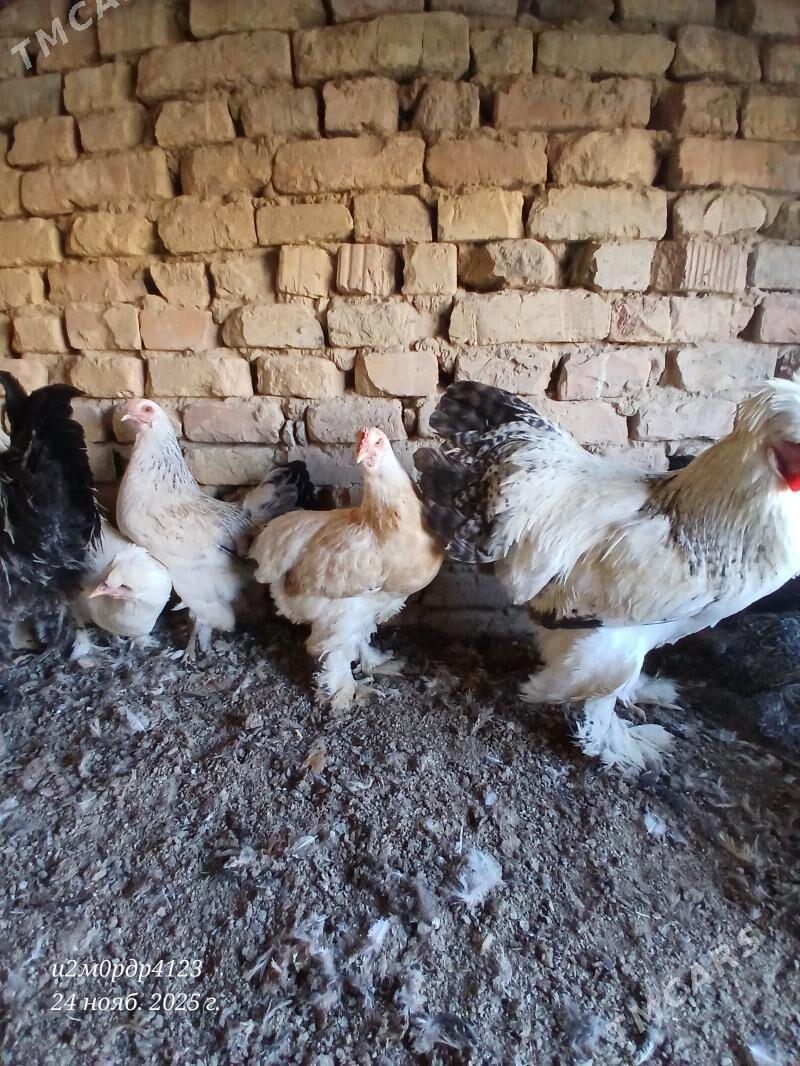 brama towuk - Çoganly - img 8