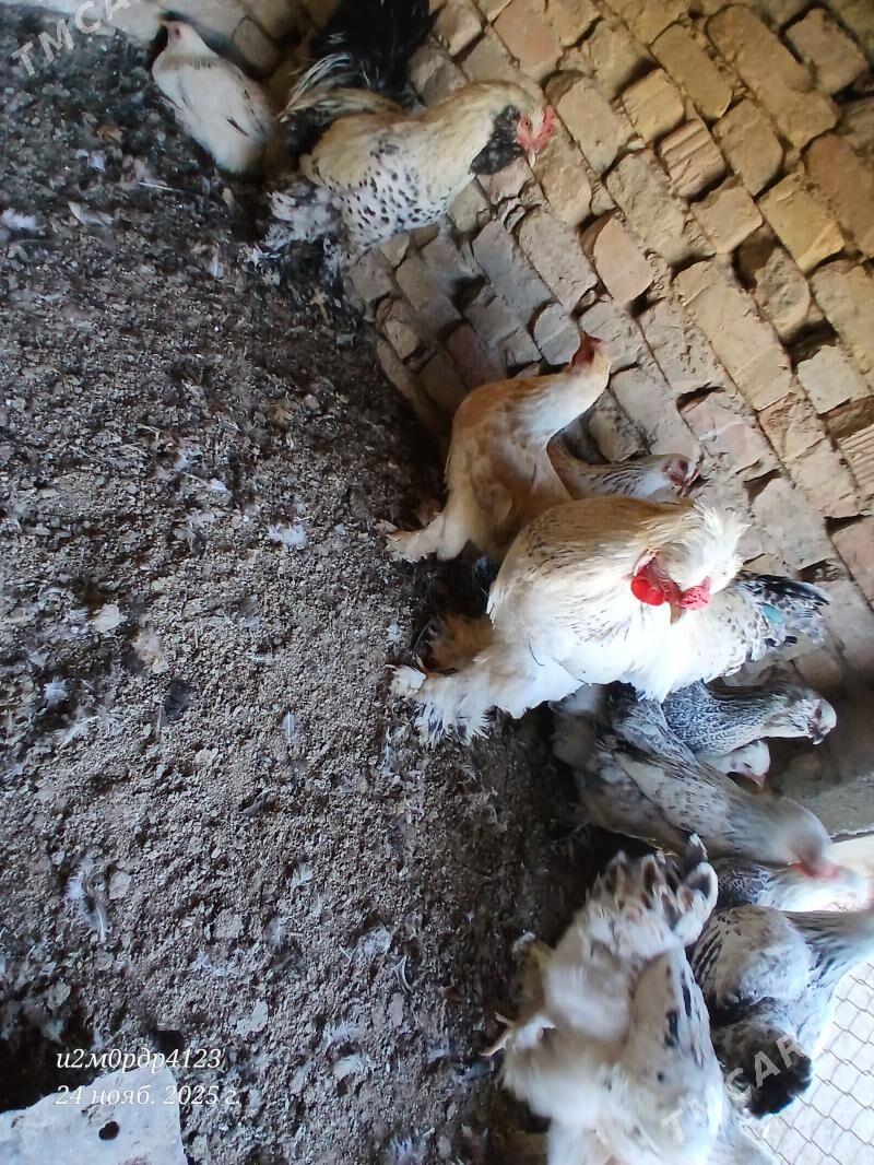 brama towuk - Çoganly - img 4