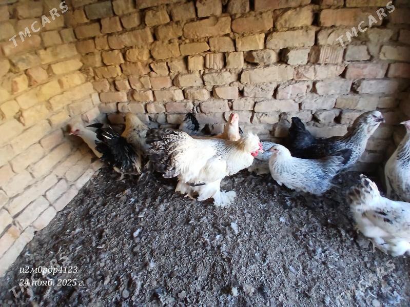 brama towuk - Çoganly - img 6