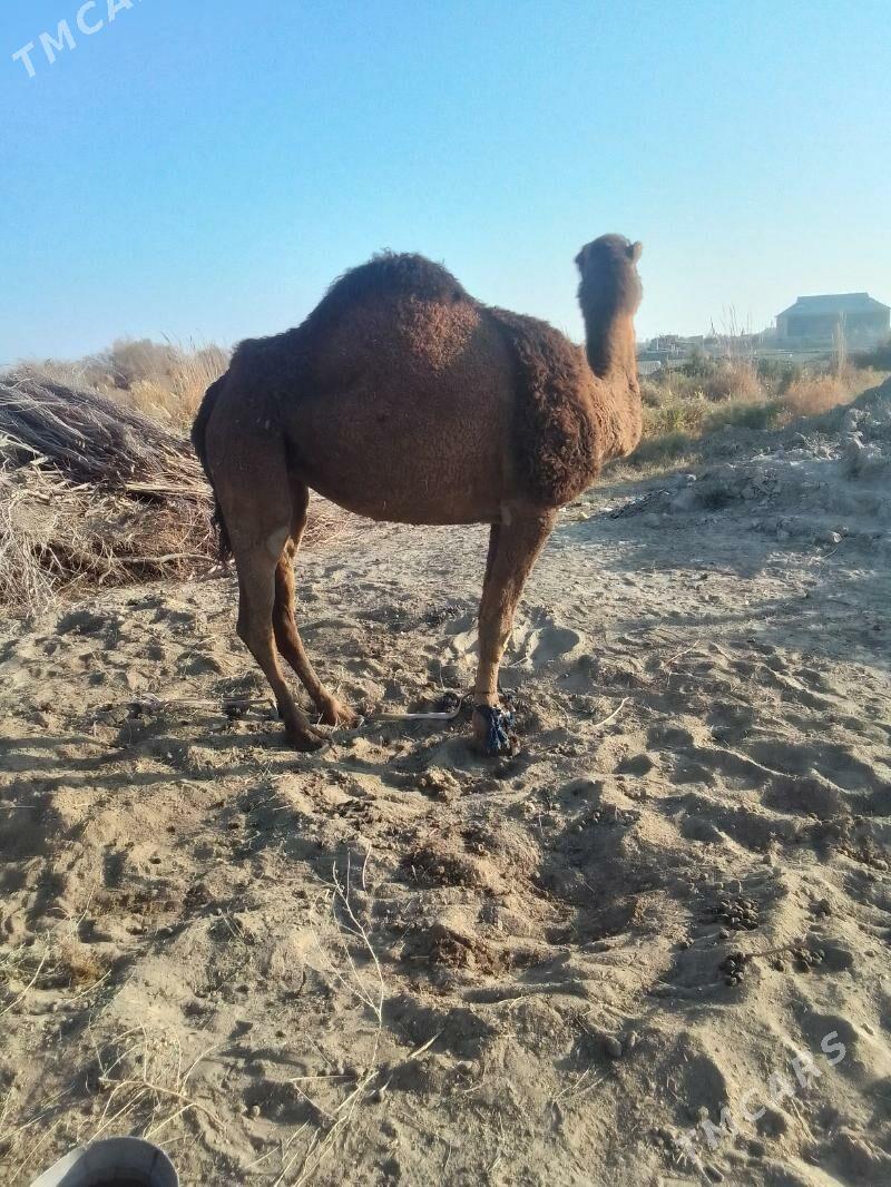 Haywanlar - Сакарчага - img 2