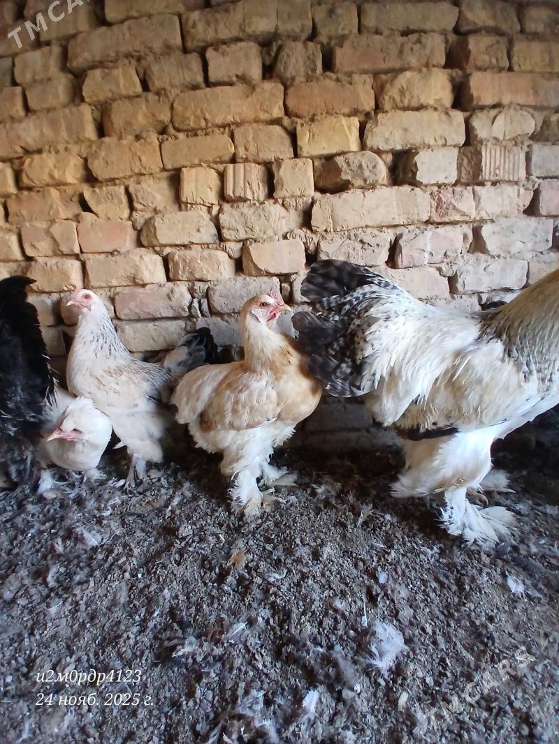 brama towuk - Çoganly - img 5