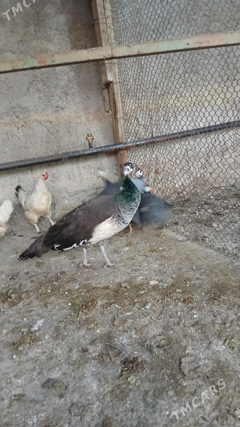 Tawus gus - Ýaşlyk - img 1