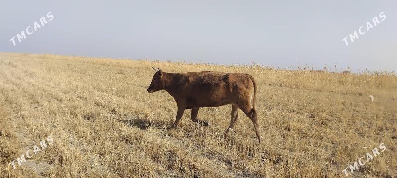 bogaz.sygyr - Bäherden - img 1