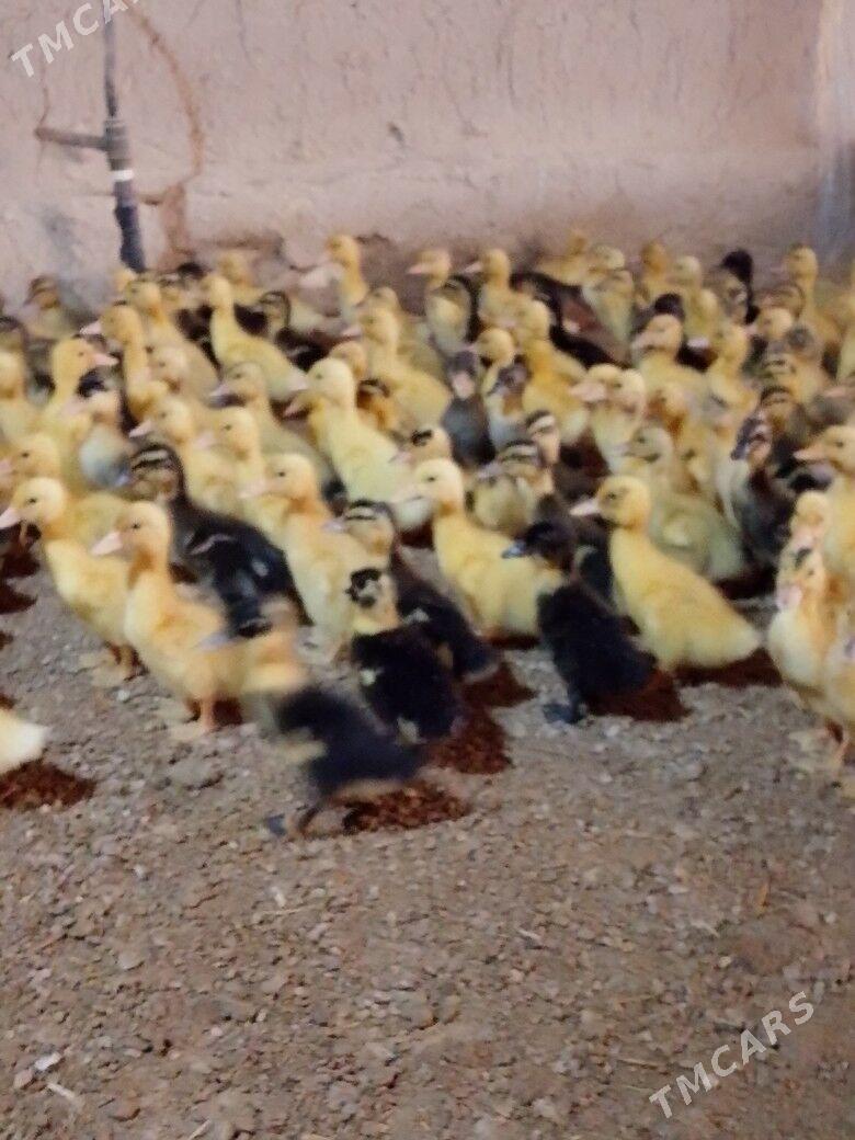 ördek jüje - Мары - img 3